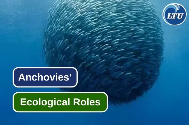 The Vital Ecological Role of Anchovies in Sustaining Marine Ecosystems